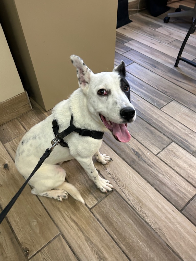 Roger, an adoptable Terrier in Henderson, KY, 42420 | Photo Image 2