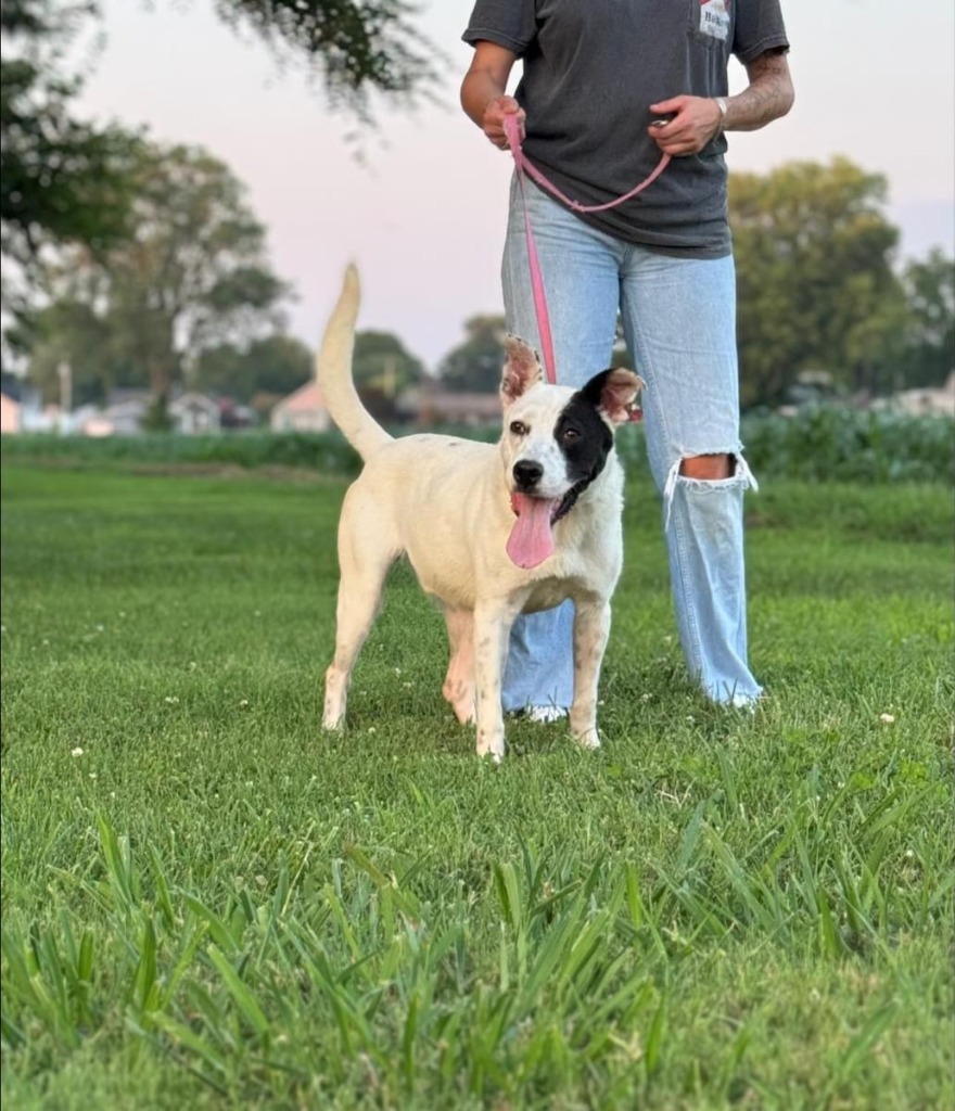 Roger, an adoptable Terrier in Henderson, KY, 42420 | Photo Image 3