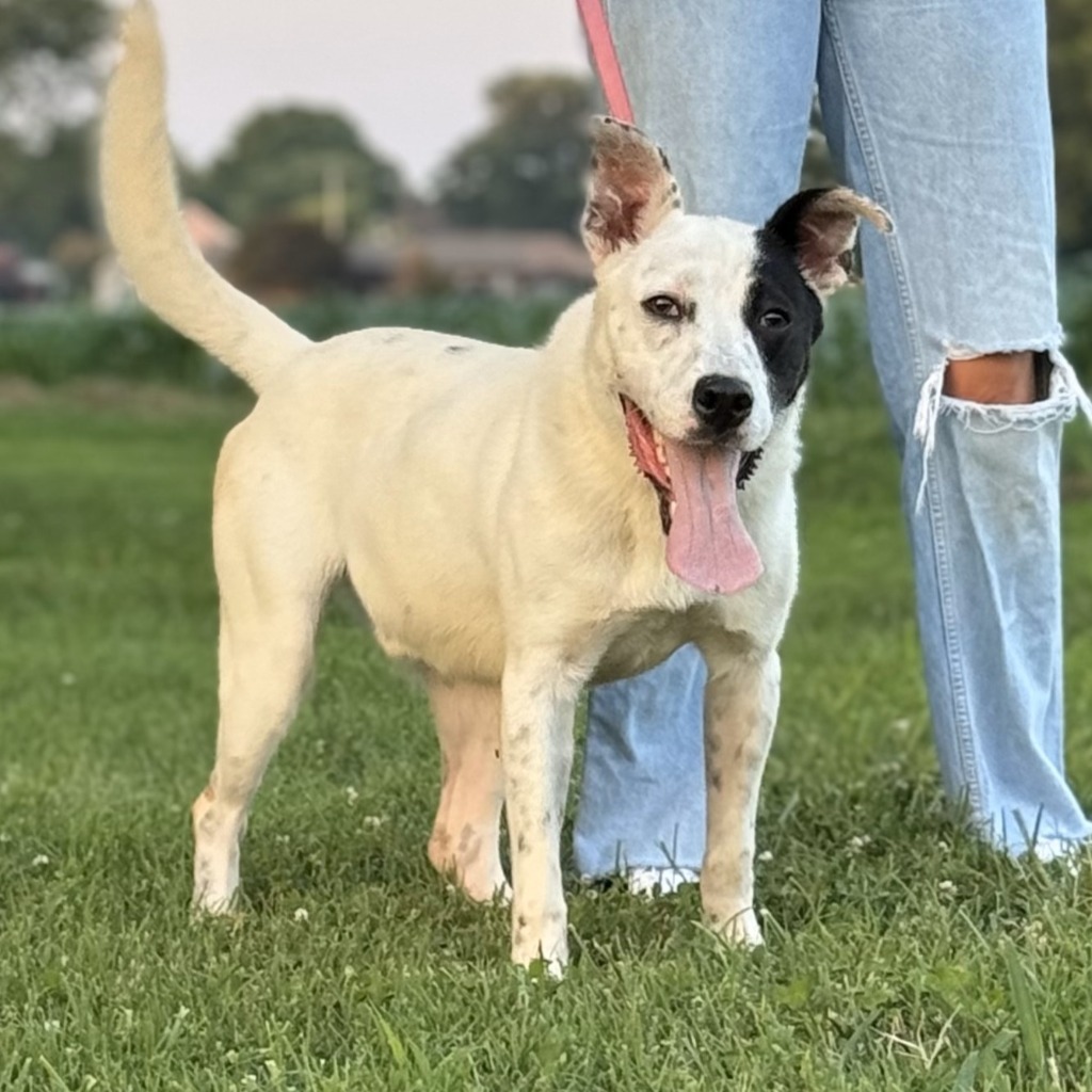 Roger, an adoptable Terrier in Henderson, KY, 42420 | Photo Image 4