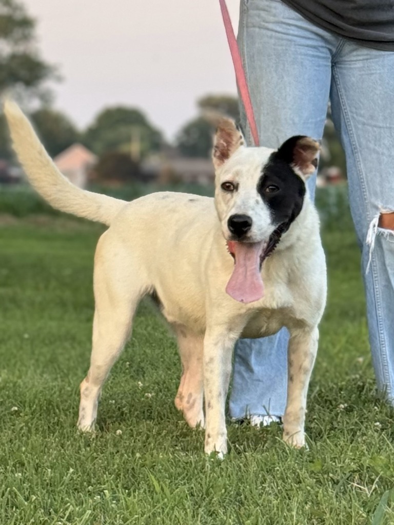 Roger, an adoptable Terrier in Henderson, KY, 42420 | Photo Image 5