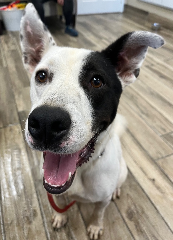 Roger, an adoptable Terrier in Henderson, KY, 42420 | Photo Image 6