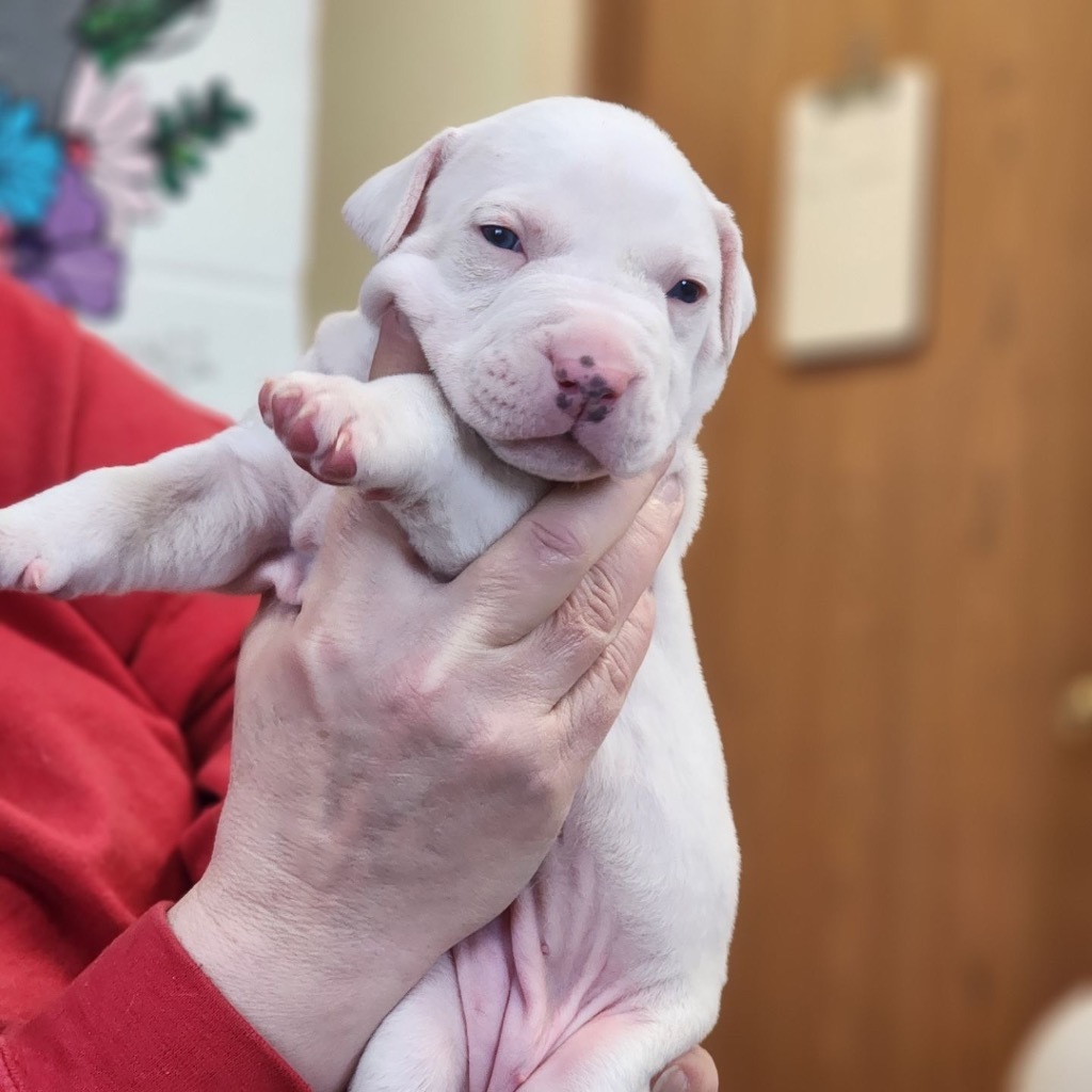 RugRats_Angelica, an adoptable Mixed Breed in Crandon, WI, 54520 | Photo Image 2