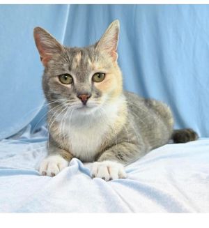 Birthdate 10042022 Breed One of a kind A unique pastel torbie is a rarity but LENAs soulful s
