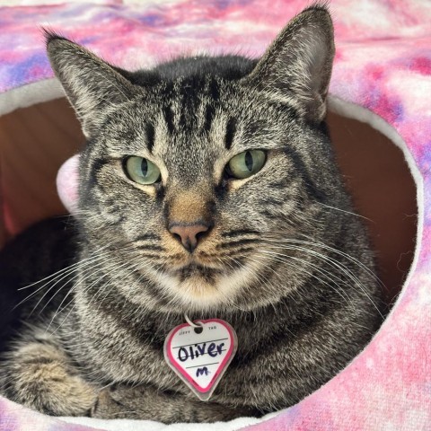 Oliver, an adoptable Domestic Short Hair in Washougal, WA, 98671 | Photo Image 1