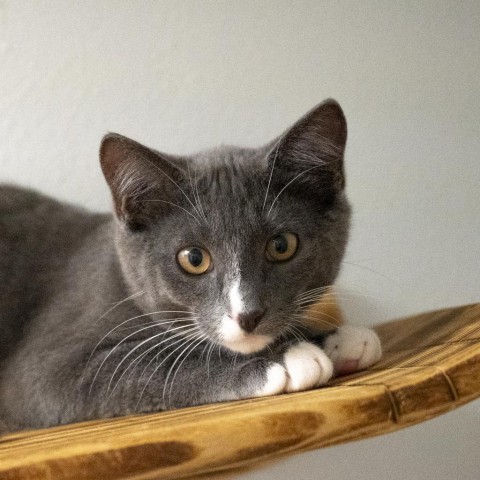 Icarus, an adoptable Domestic Short Hair in Buellton, CA, 93427 | Photo Image 1