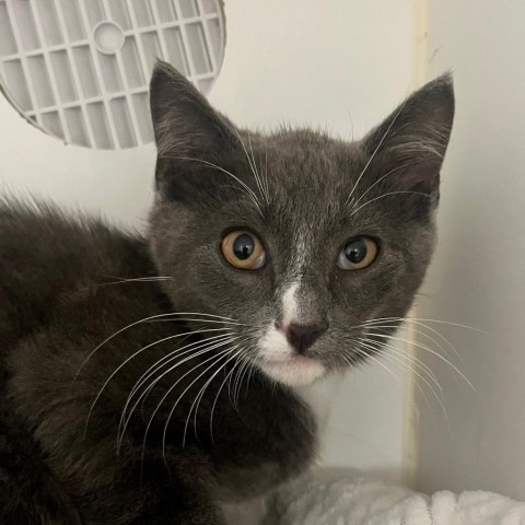 Icarus, an adoptable Domestic Short Hair in Buellton, CA, 93427 | Photo Image 2