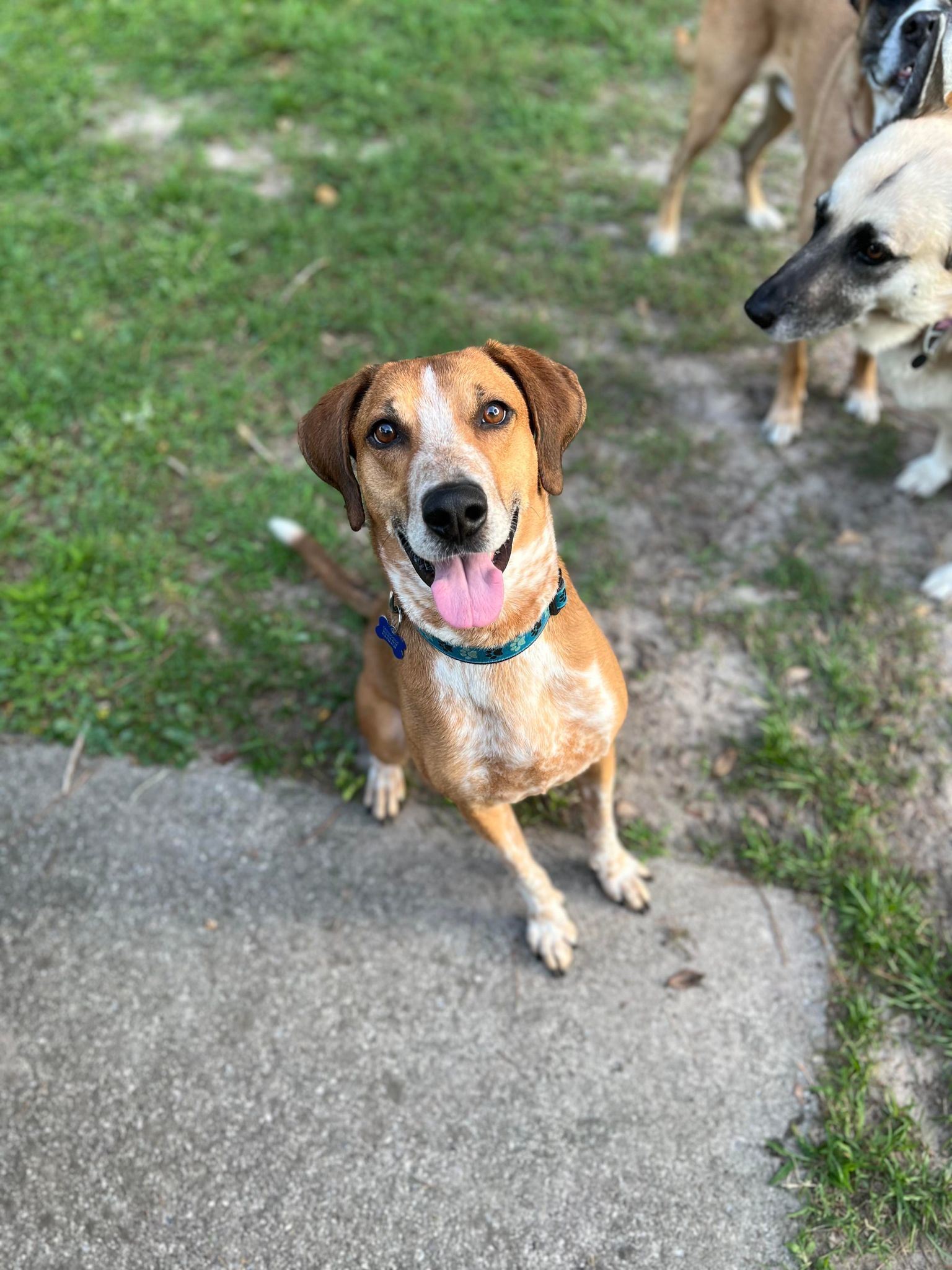 Copper, an adoptable Foxhound in Hillsborough , NC, 27278 | Photo Image 1