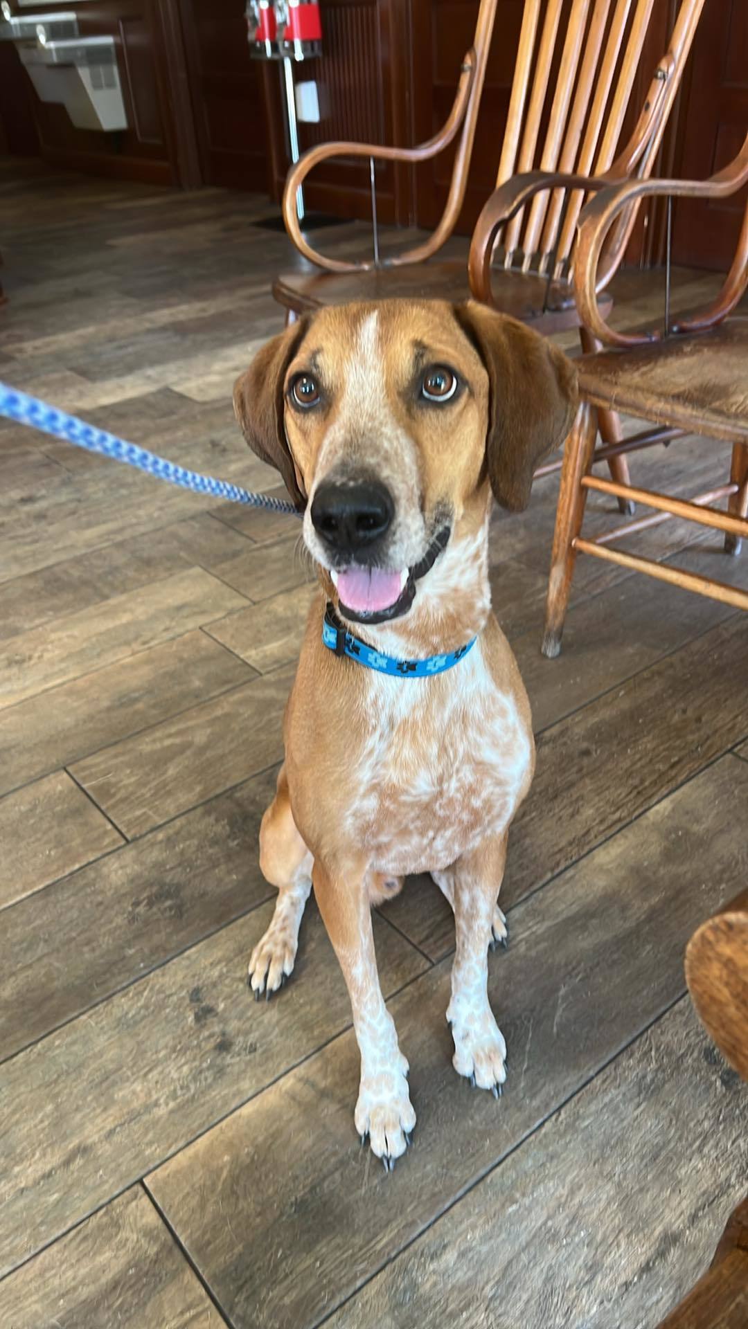 Copper, an adoptable Foxhound in Hillsborough , NC, 27278 | Photo Image 2