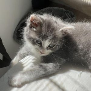 Skyguy Domestic Medium Hair Cat