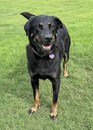Louise, Adult Female unknown