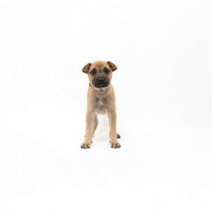 Summit Belgian Shepherd / Malinois Dog
