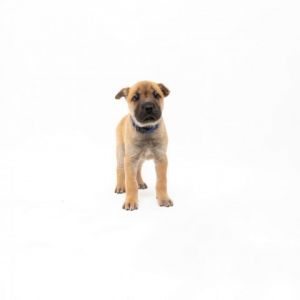 Lantern is a young little girl who is ready for a family of their own All puppies have been spayed