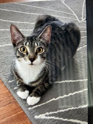 zz - Cici, Young Female unknown