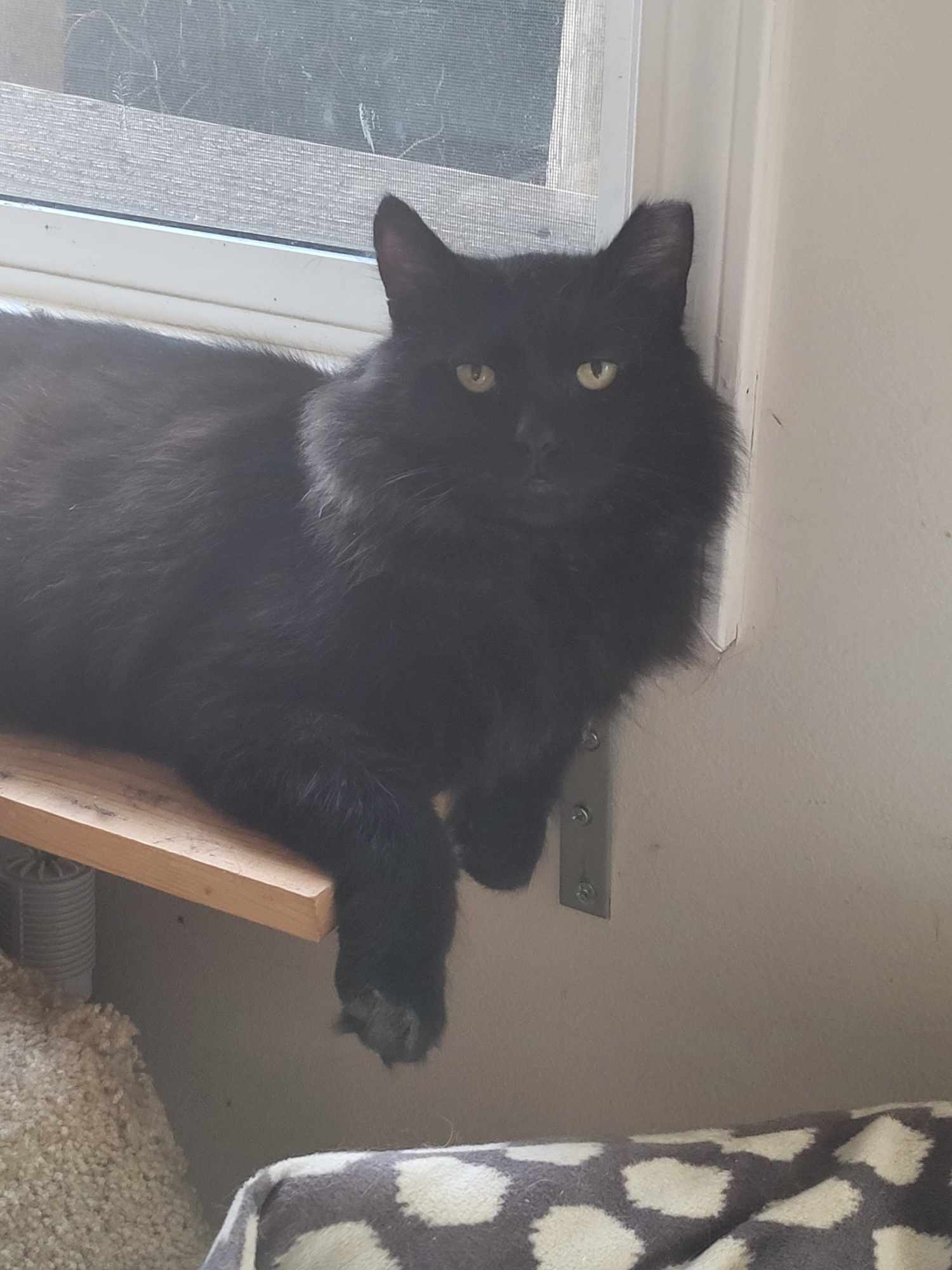 Oscar - AV, an adoptable Domestic Short Hair in Burlington, WA, 98233 | Photo Image 2