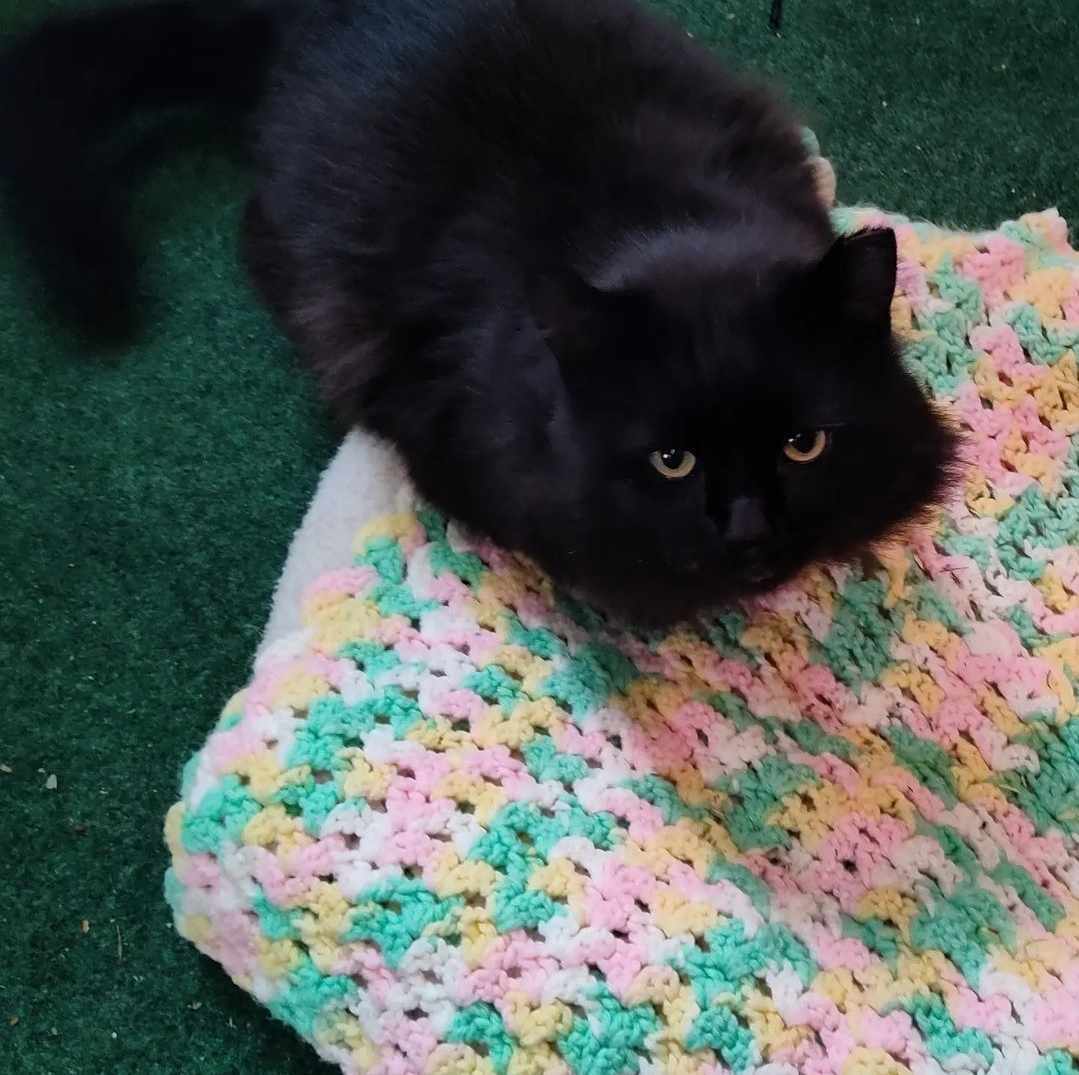 Oscar - AV, an adoptable Domestic Short Hair in Burlington, WA, 98233 | Photo Image 3