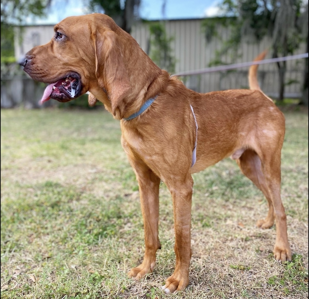 Copper, an adoptable Bloodhound in Lakeland, FL, 33813 | Photo Image 3