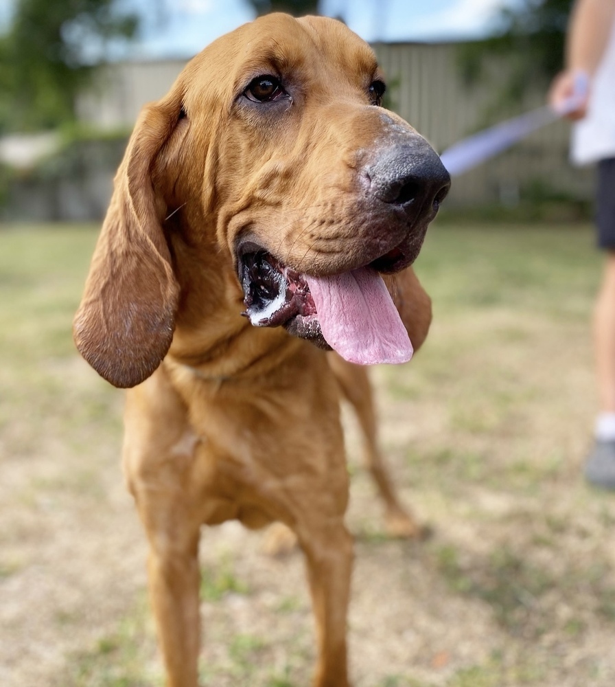 Copper, an adoptable Bloodhound in Lakeland, FL, 33813 | Photo Image 5