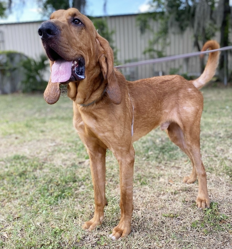 Copper, an adoptable Bloodhound in Lakeland, FL, 33813 | Photo Image 6