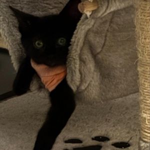 Introducing Marley the sleek and mysterious all-black kitten with a heart of gold Marley may blend