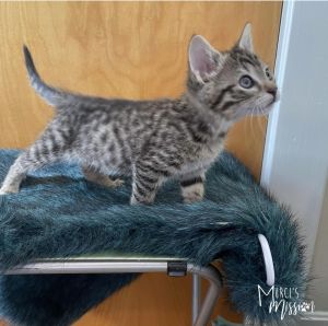 Meet Manito The City Parks litter is an adorable and sweet group of kittens that came to Murcis Mi