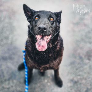 Pearl is a friendly and striking black German Shepherd Dog with bright orange eyes and a great smile