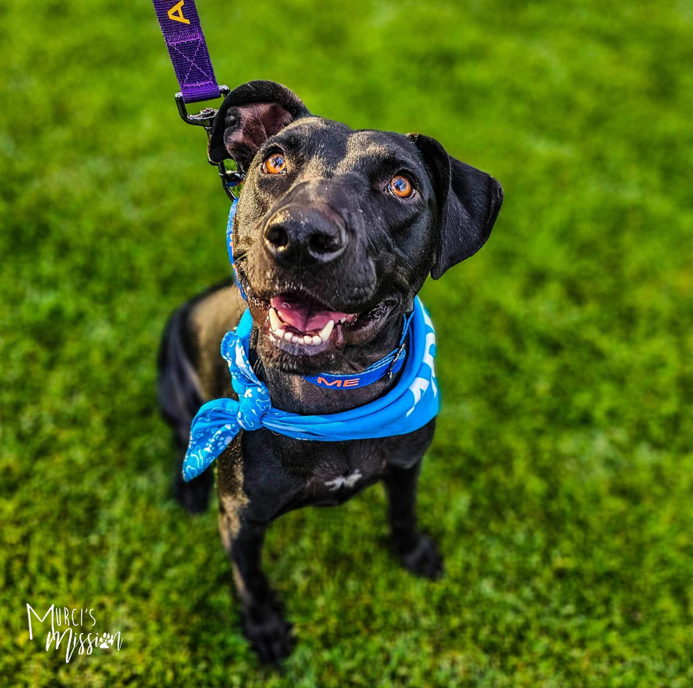 Rona, an adoptable Pit Bull Terrier, Mixed Breed in Spokane , WA, 99209 | Photo Image 1