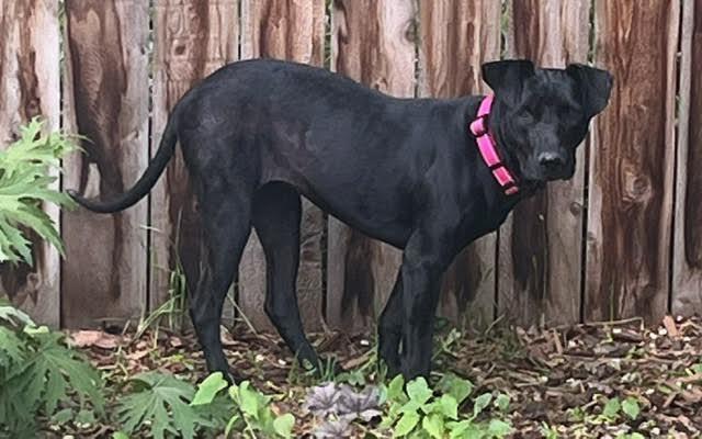 Rona, an adoptable Pit Bull Terrier, Mixed Breed in Spokane , WA, 99209 | Photo Image 3