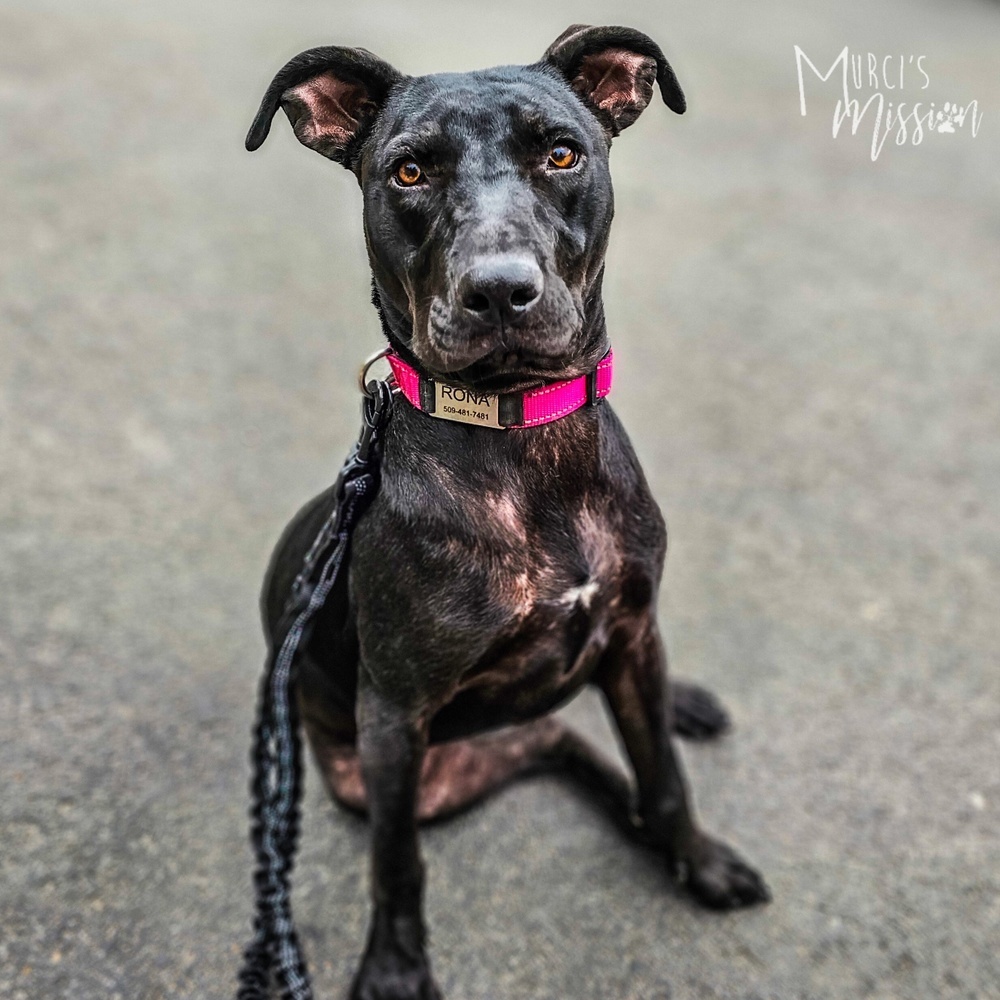 Rona, an adoptable Pit Bull Terrier, Mixed Breed in Spokane , WA, 99209 | Photo Image 6