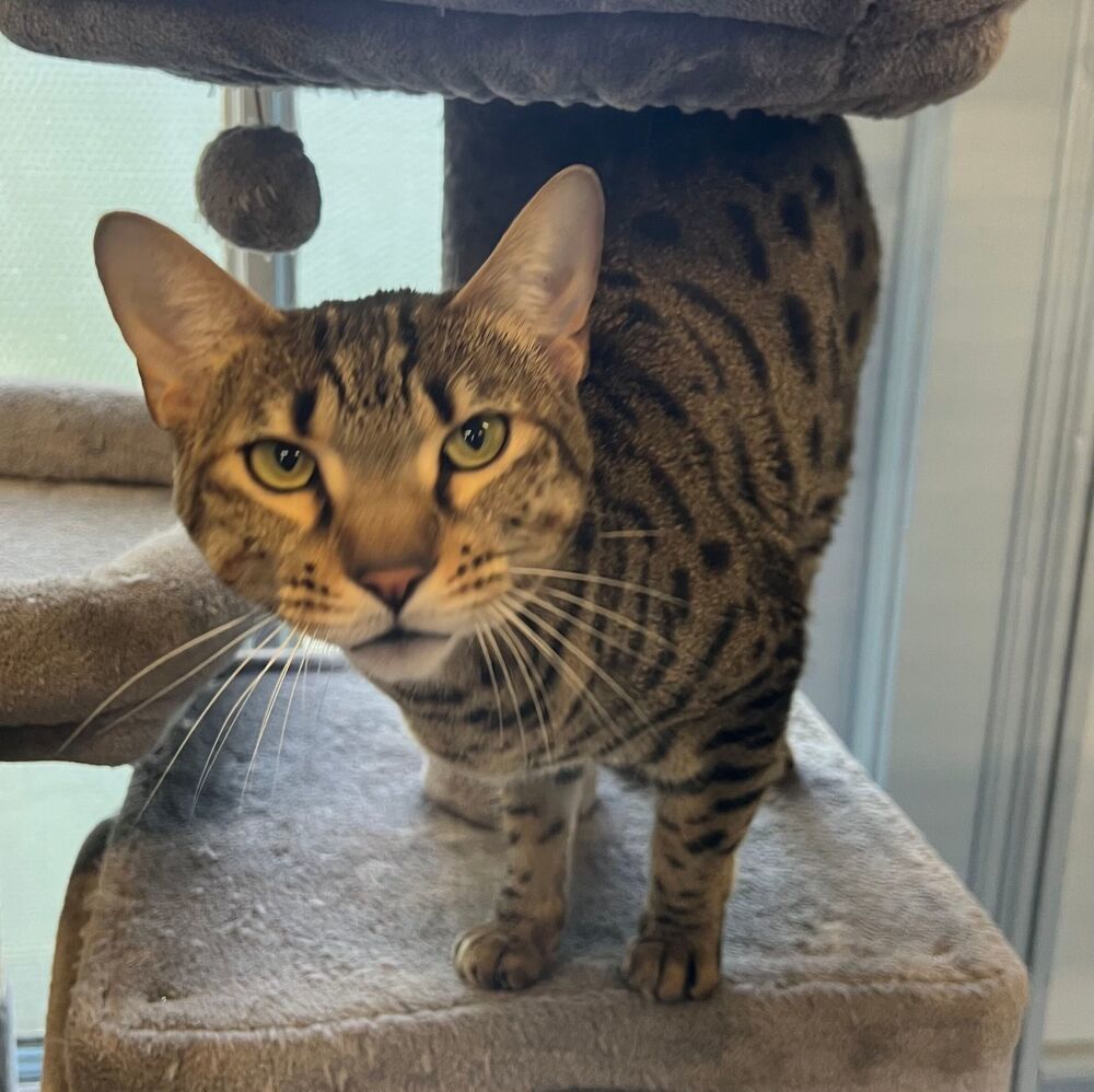 Topanga, an adoptable Egyptian Mau in McPherson, KS, 67460 | Photo Image 1