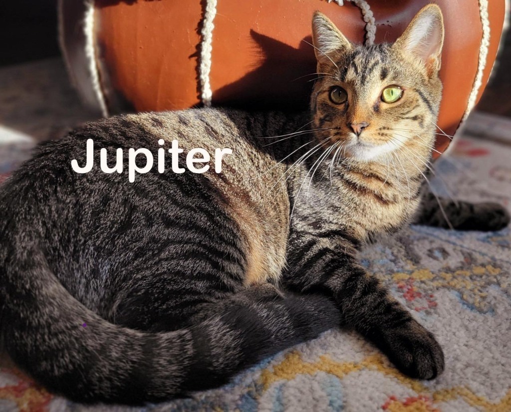 Jupiter, an adoptable Domestic Short Hair in Hoover , AL, 35226 | Photo Image 1