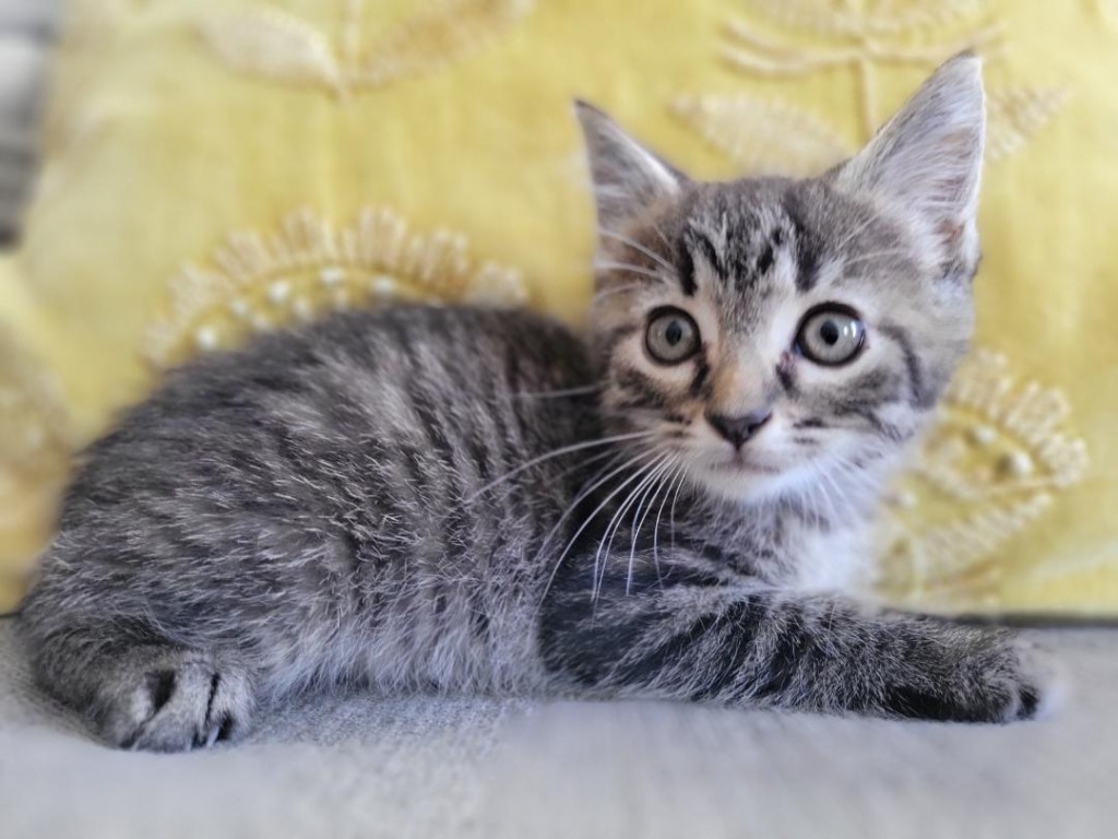 Jupiter, an adoptable Domestic Short Hair in Hoover , AL, 35226 | Photo Image 2