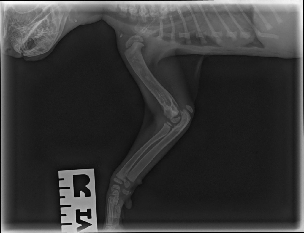 Jupiter, an adoptable Domestic Short Hair in Hoover , AL, 35226 | Photo Image 3