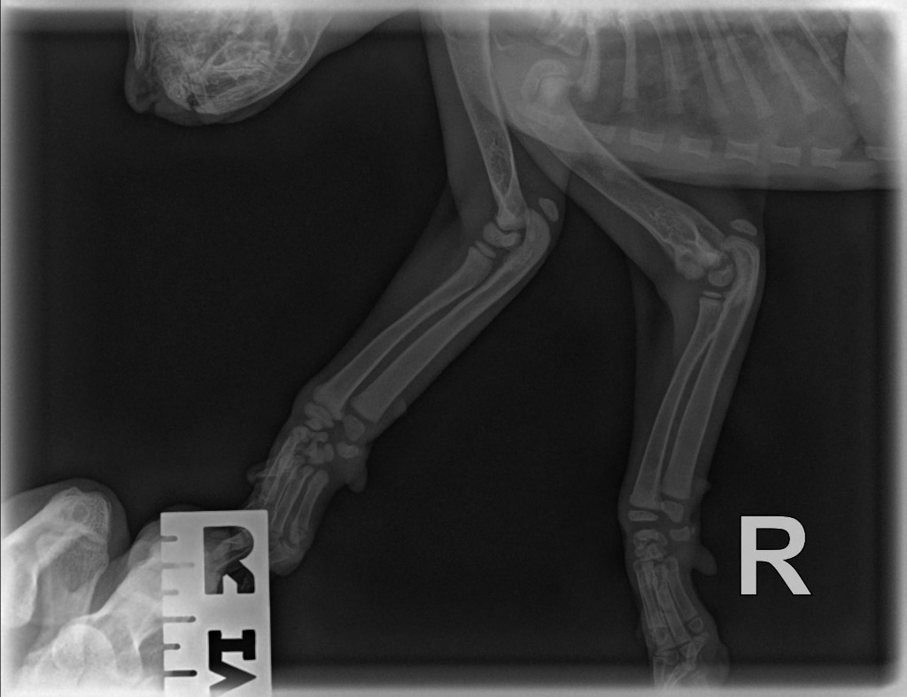 Jupiter, an adoptable Domestic Short Hair in Hoover , AL, 35226 | Photo Image 4