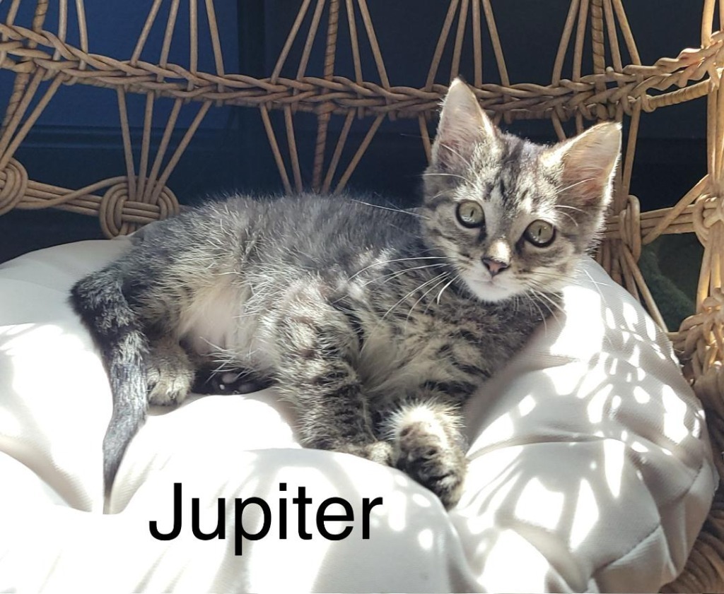 Jupiter, an adoptable Domestic Short Hair in Hoover , AL, 35226 | Photo Image 5