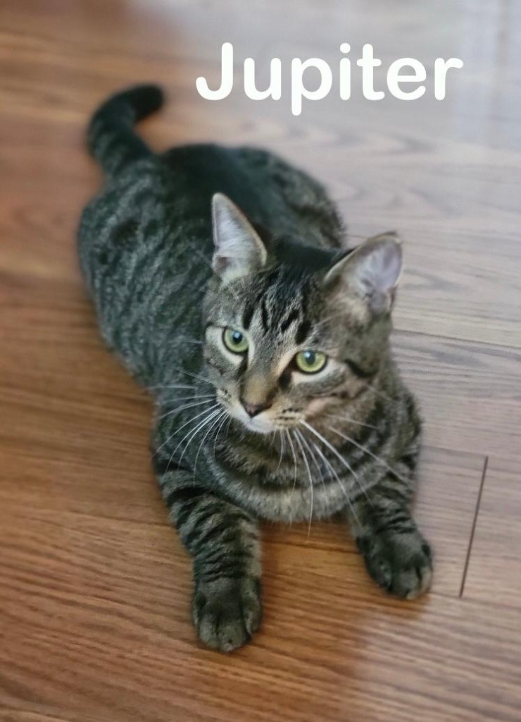 Jupiter, an adoptable Domestic Short Hair in Hoover , AL, 35226 | Photo Image 6