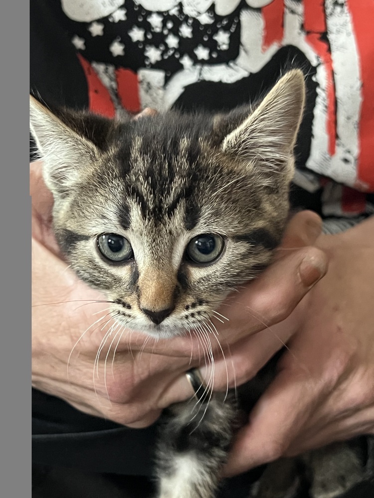 Philly-blue collar, an adoptable Domestic Short Hair in Moses Lake, WA, 98837 | Photo Image 1