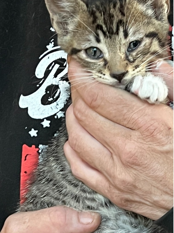 Monkey-white collar, an adoptable Domestic Short Hair in Moses Lake, WA, 98837 | Photo Image 1