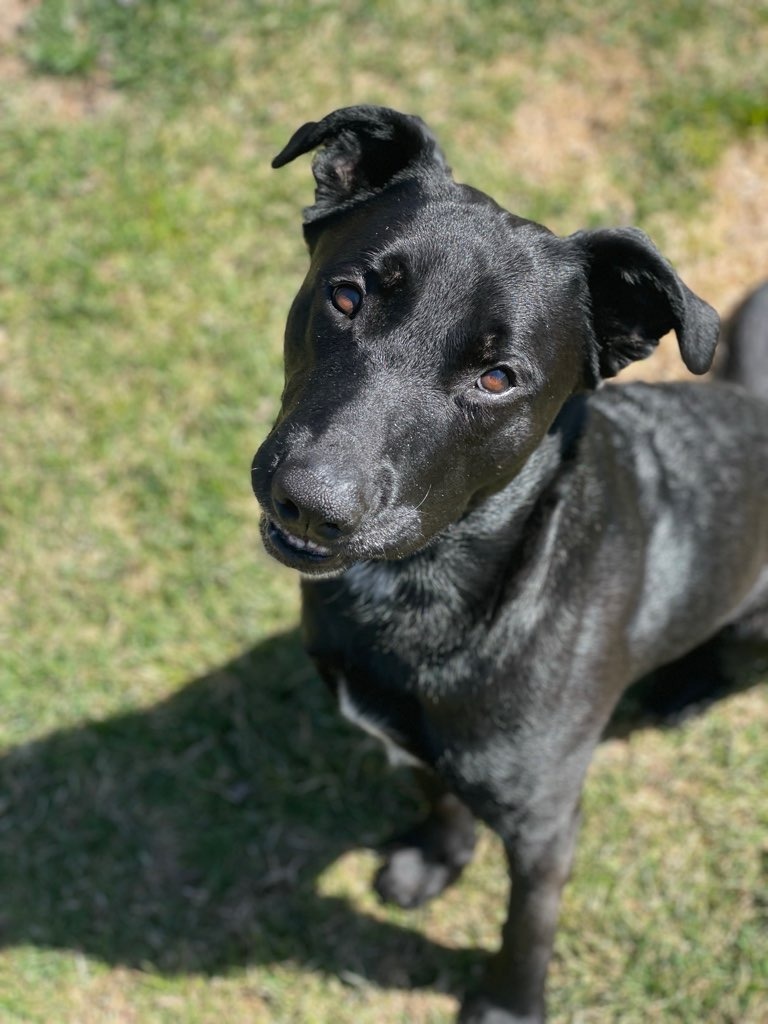 Target, an adoptable Labrador Retriever, Pit Bull Terrier in Salt Lake City, UT, 84117 | Photo Image 1