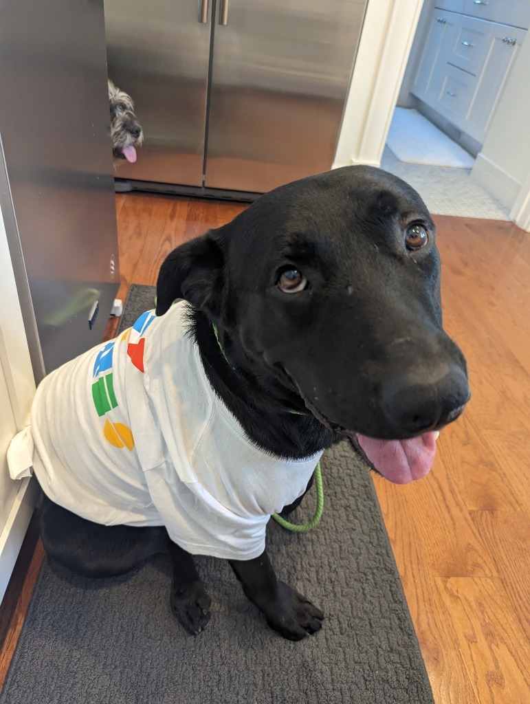 Tucker, an adoptable Labrador Retriever, Pit Bull Terrier in Salt Lake City, UT, 84117 | Photo Image 2