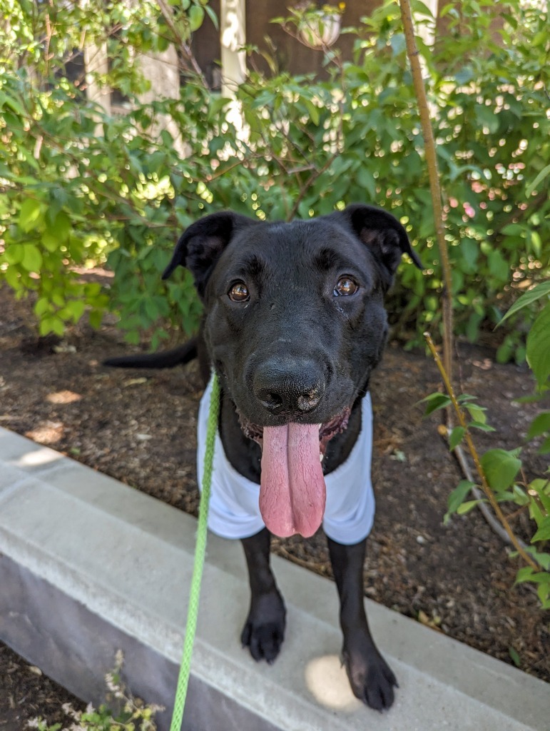 Target, an adoptable Labrador Retriever, Pit Bull Terrier in Salt Lake City, UT, 84117 | Photo Image 3