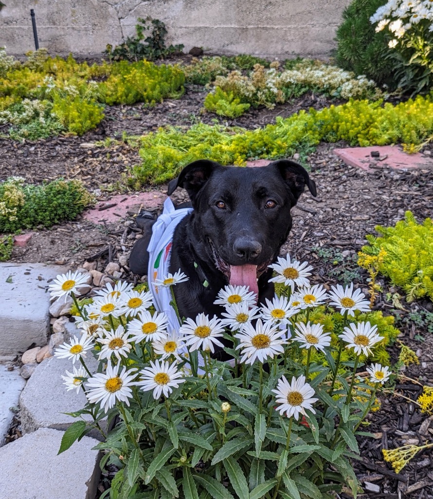 Target, an adoptable Labrador Retriever, Pit Bull Terrier in Salt Lake City, UT, 84117 | Photo Image 4