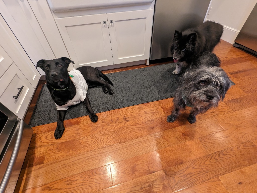 Target, an adoptable Labrador Retriever, Pit Bull Terrier in Salt Lake City, UT, 84117 | Photo Image 5