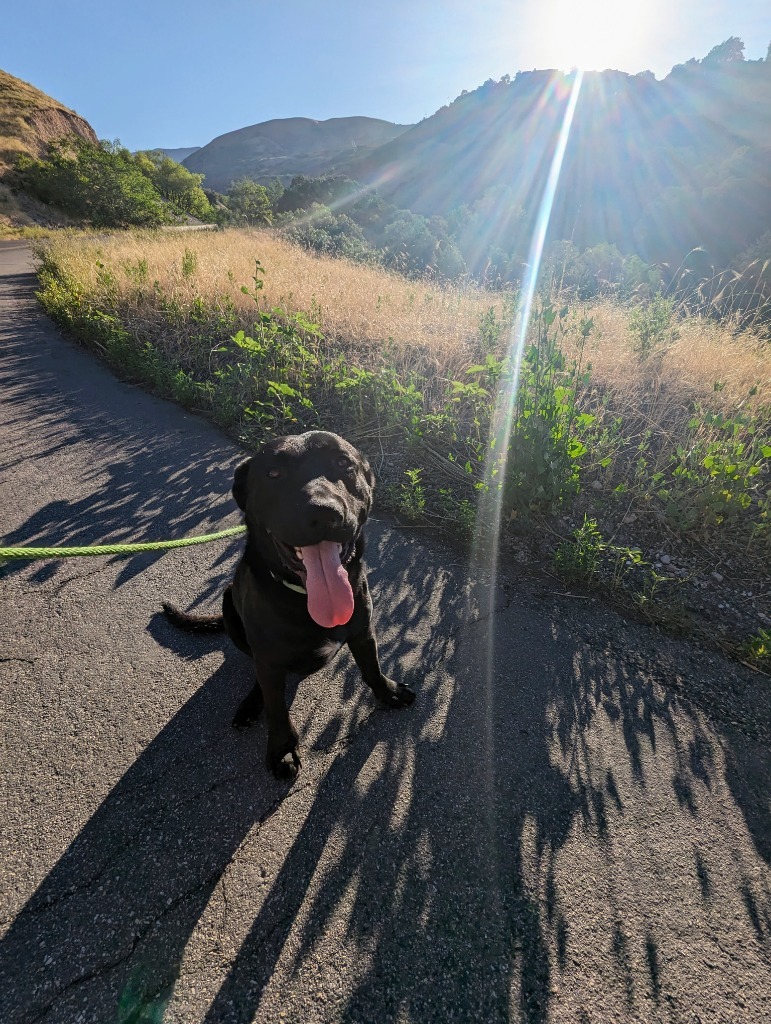 Tucker, an adoptable Labrador Retriever, Pit Bull Terrier in Salt Lake City, UT, 84117 | Photo Image 6