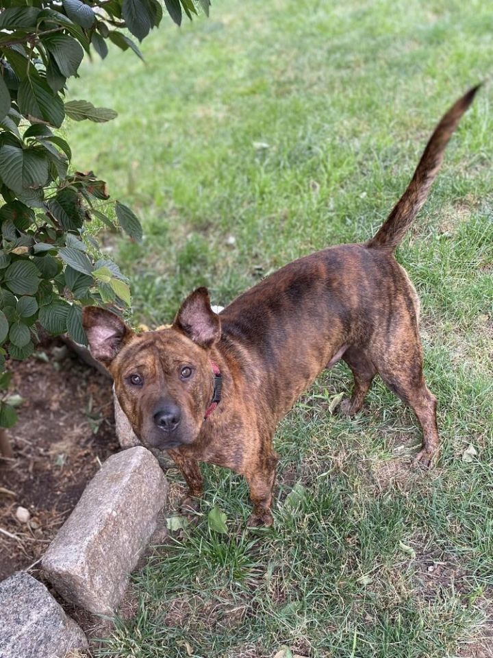 Dog for adoption - Butterscotch, a Shar-Pei & American Staffordshire ...