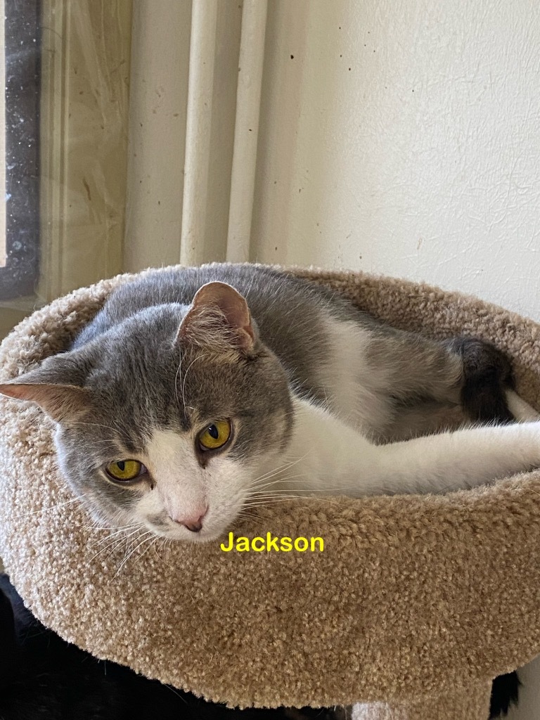 Jackson, an adoptable Domestic Short Hair in Plattsburgh, NY, 12901 | Photo Image 1