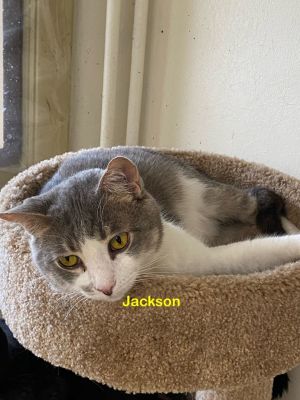 Jackson, Adult Male unknown