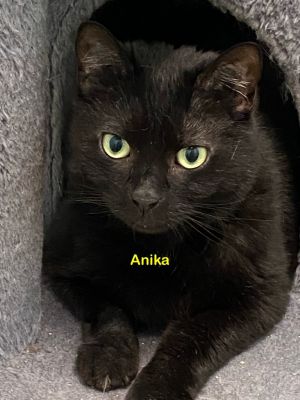 Anika, Adult Female Domestic Short Hair