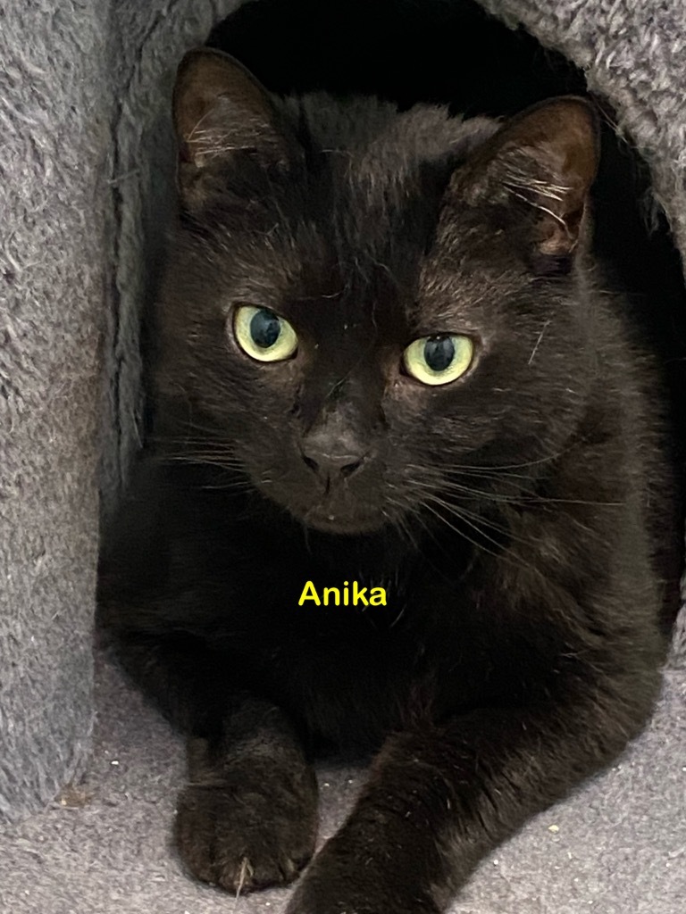 Anika, an adoptable Domestic Short Hair in Plattsburgh, NY, 12901 | Photo Image 1