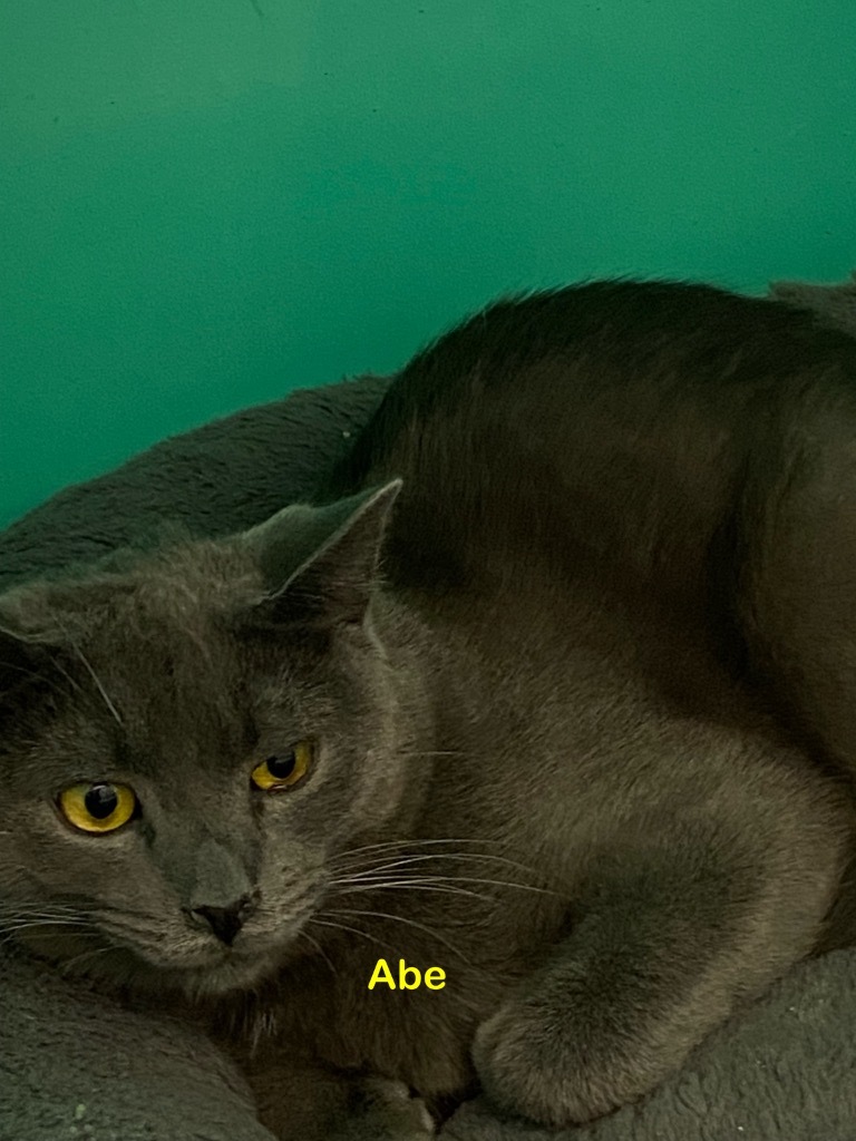 Abe, an adoptable Domestic Short Hair in Plattsburgh, NY, 12901 | Photo Image 1