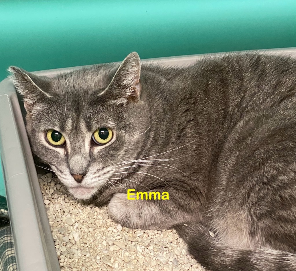 Emma, an adoptable Domestic Short Hair in Plattsburgh, NY, 12901 | Photo Image 1